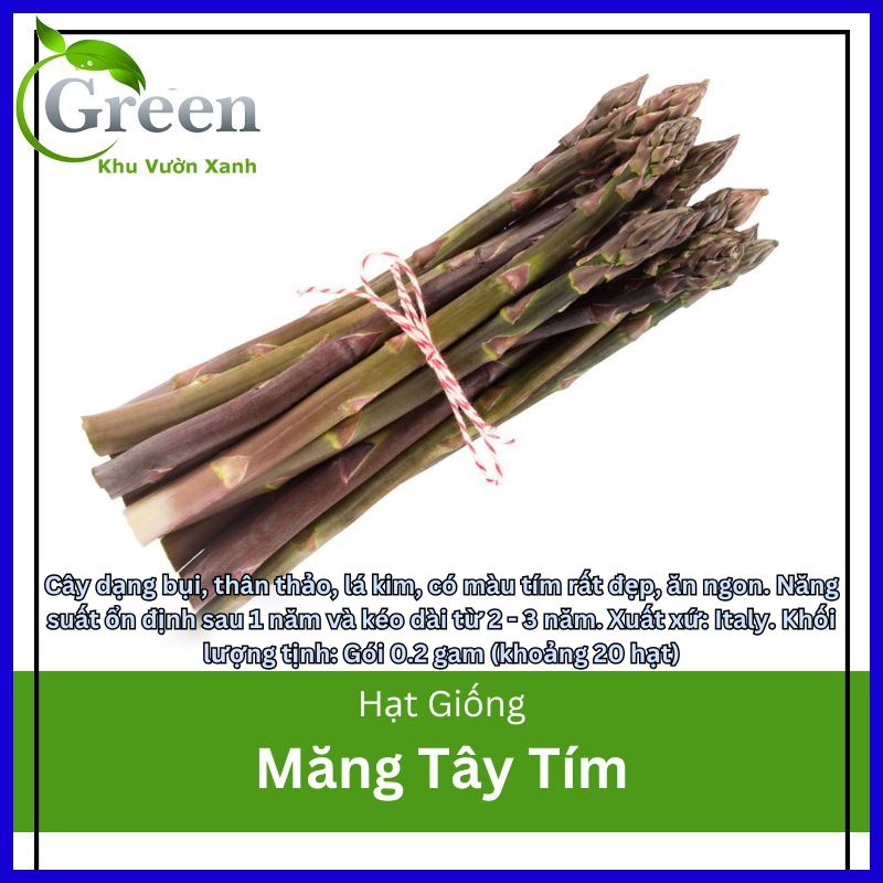 Hạt giống măng tây tím dễ trồng, sinh trưởng mạnh