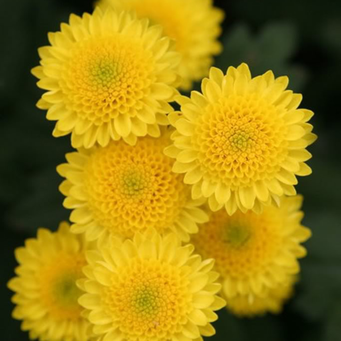 Hạt giống hoa Cúc Vàng - hoa Cúc Bình Minh Italy PTP98 | Phởms Market