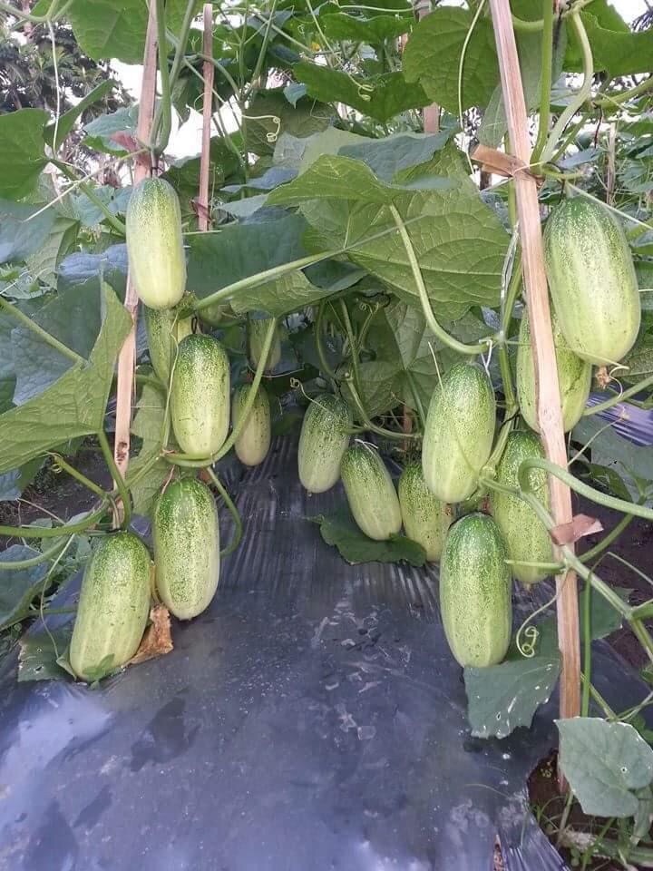 220 HẠT GIỐNG DƯA CHUỘT MÈO THÁI LAN