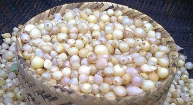 1kg Củ hành tăm Nghệ An