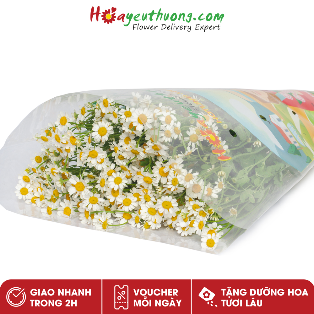 Hoa Cúc Tana Hoayeuthuong- hoa cắm trang trí nhà cửa, văn phòng