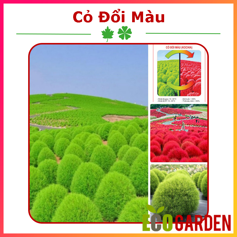 Hạt giống cỏ đổi màu nhật bản