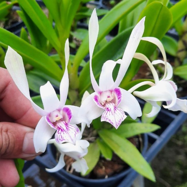 Denro nắng thỏ hồng cây tơ đẹp