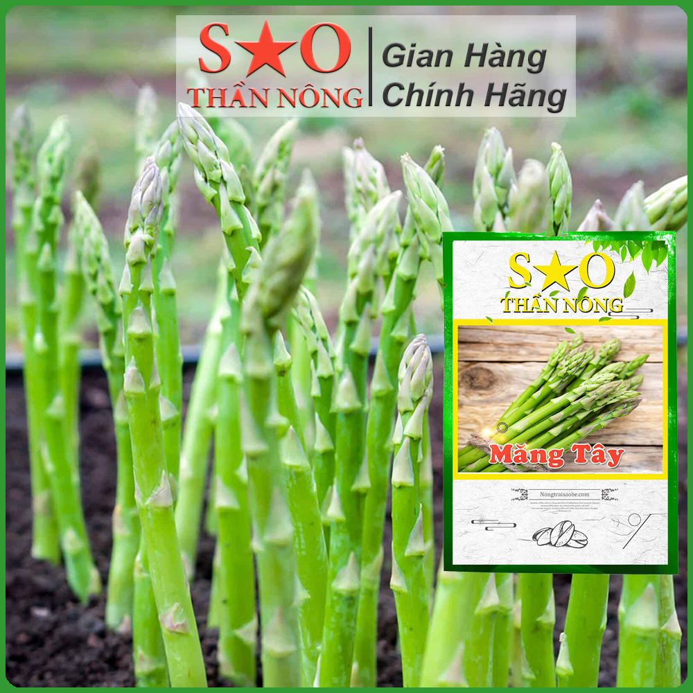 Hạt giống măng tây xanh cao sản f1 Sao thần Nông