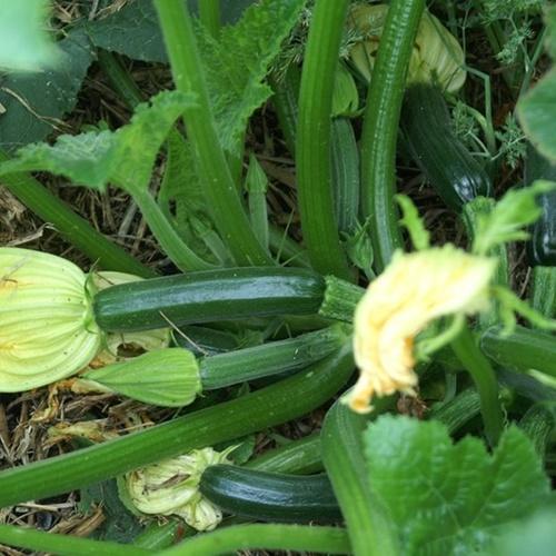 Hạt Giống Bí Ngồi Xanh F1. Túi 10 Hạt