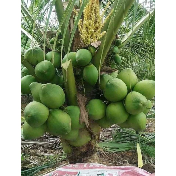 Dừa xiêm xanh lùn - giống chuẩn