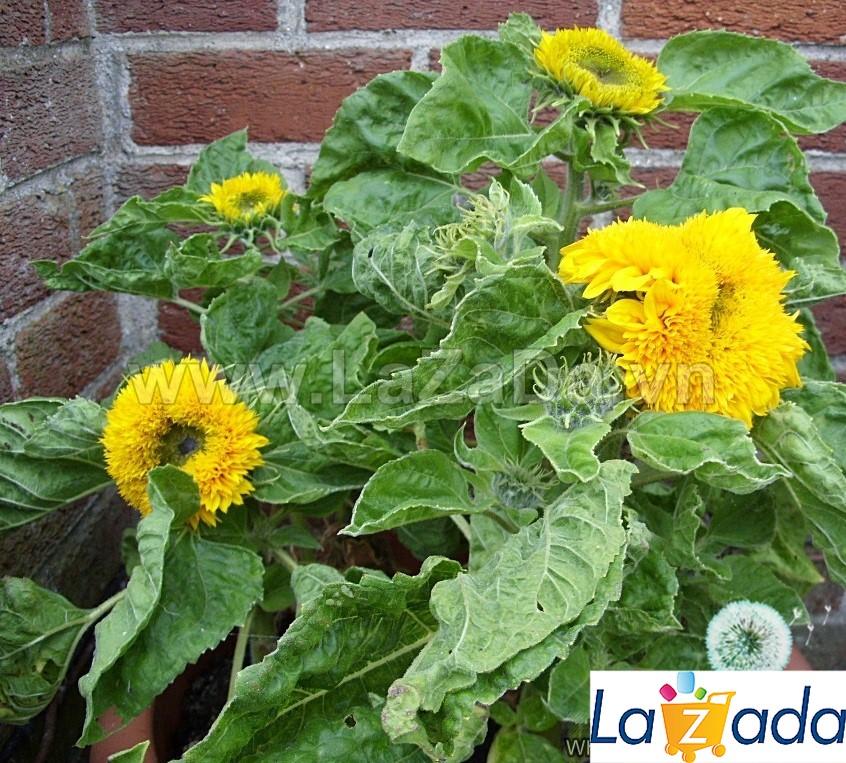 30h Hạt Giống Hoa Hướng Dương Lùn Kép 30cm (C1.302| -KD: B2*V35*M182)
