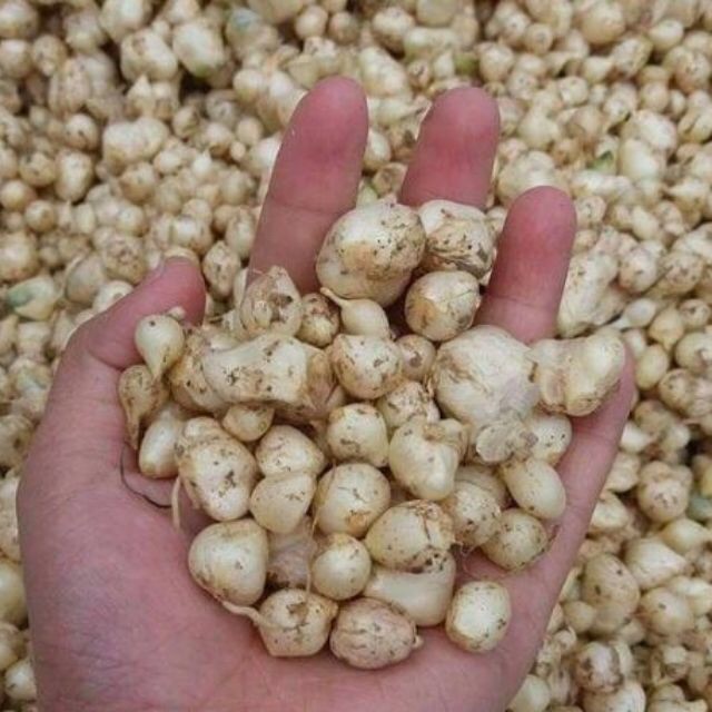 1kg hành tăm bi xứ nghệ