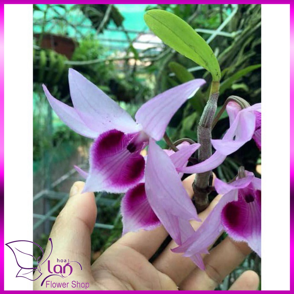 lan phi điệp tím cây giống