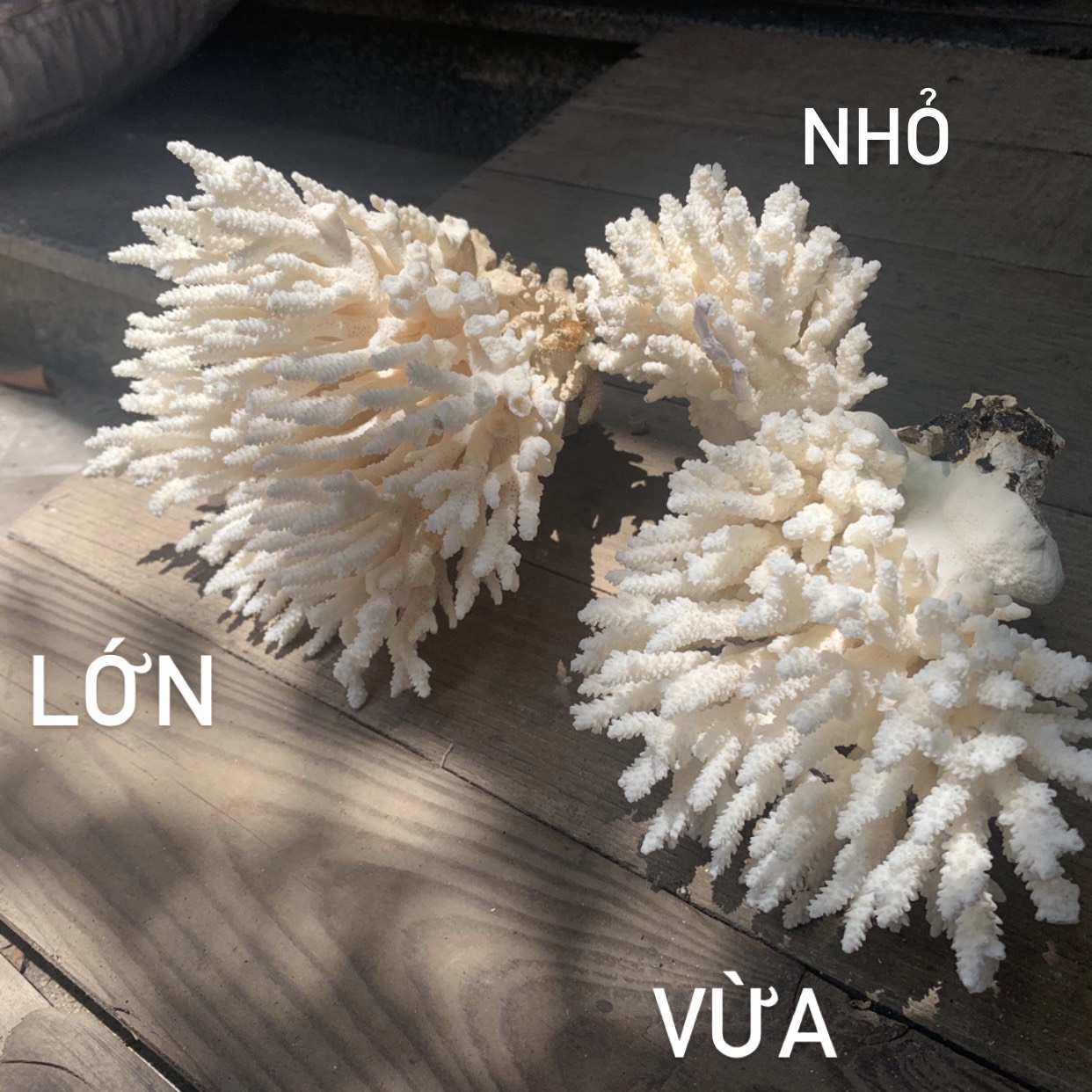 Bông San Hô Vừa Trang Trí Hồ Cá-Bày Trí Chụp Cảnh