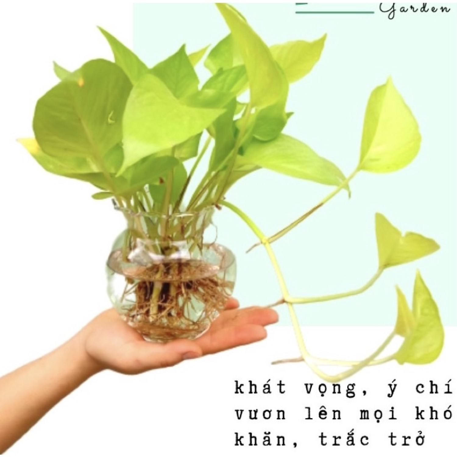 Trầu bà thái vàng