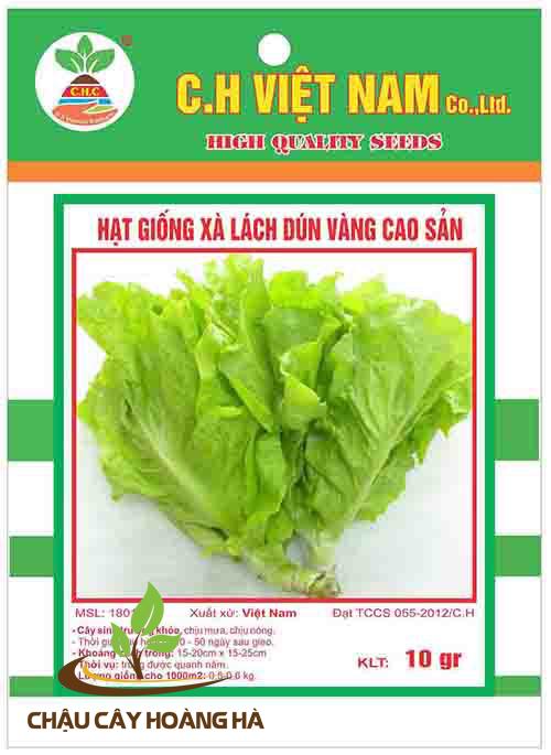 Hạt giống rau xà lách dún