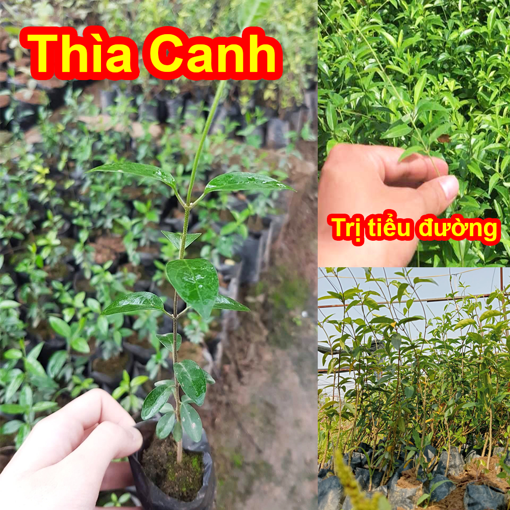 Cây thìa canh lá nhỏ