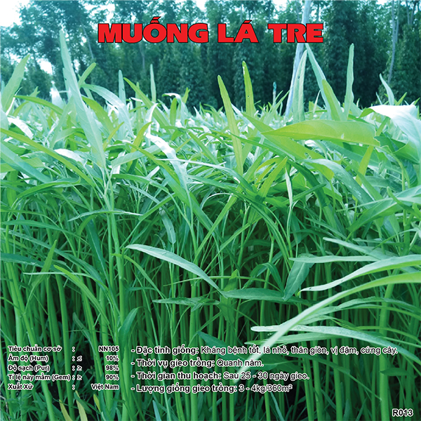 Hạt giống rau muống cao sản, lá non, dài, dễ trồng, dễ chăm sóc, cây khoẻ, năng suất cao R013 - svina seeds