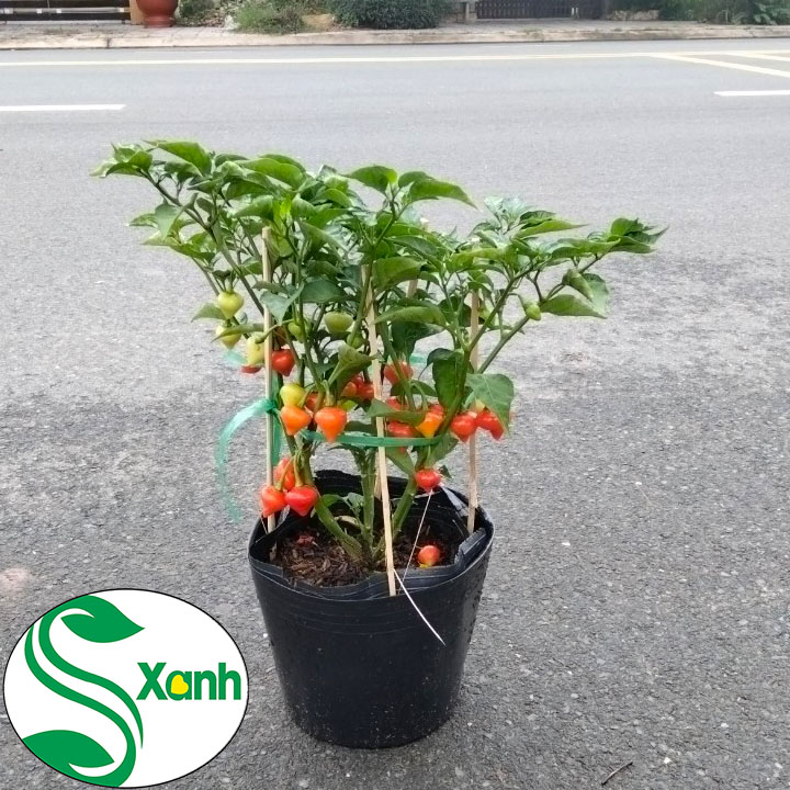 Cây ớt trái tim - trái đẹp - ăn ngon