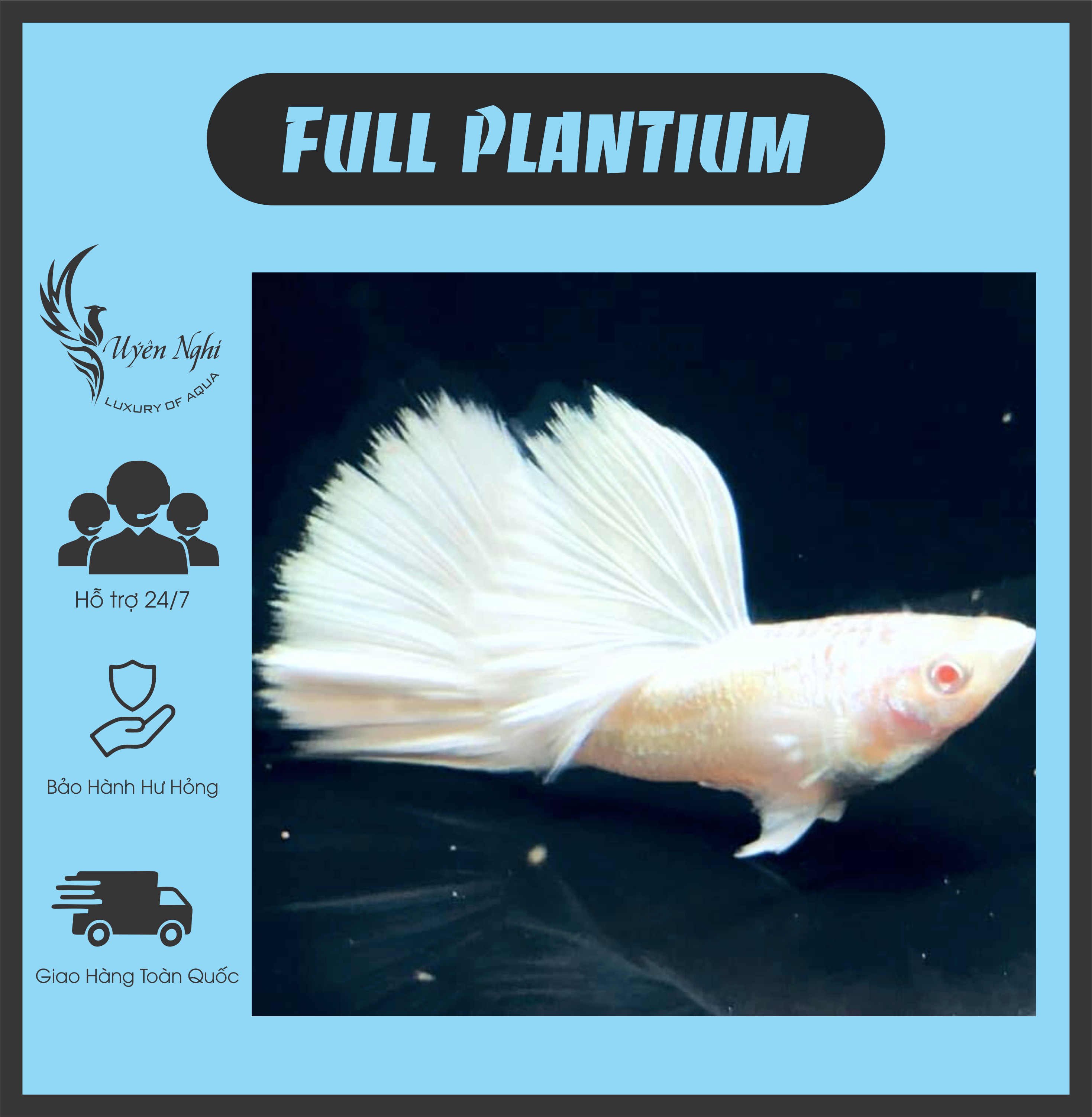 Full plantium guppy thủy sinh + rong trúc