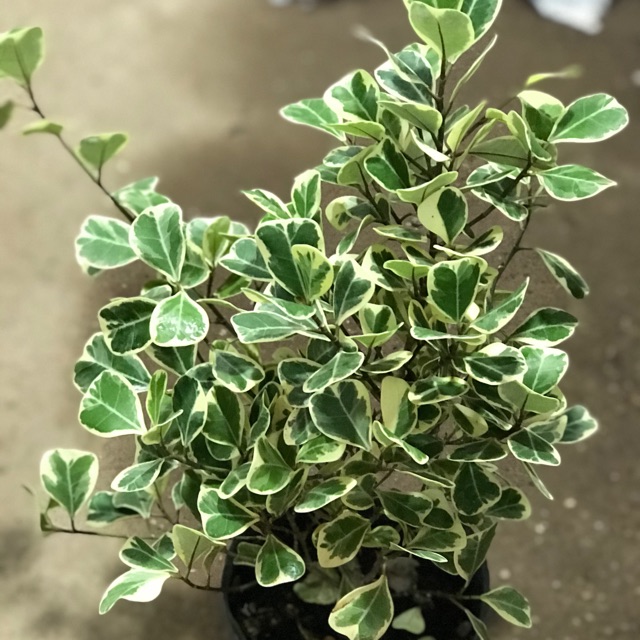 Cây Bàng Cẩm Thạch 20Cm Để Bàn