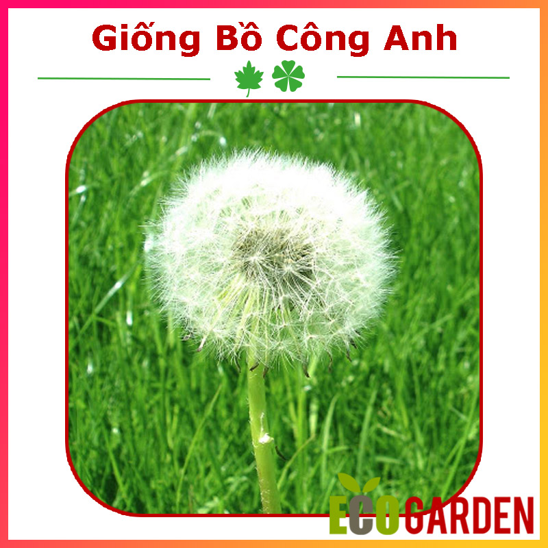 Hạt giống hoa bồ công anh
