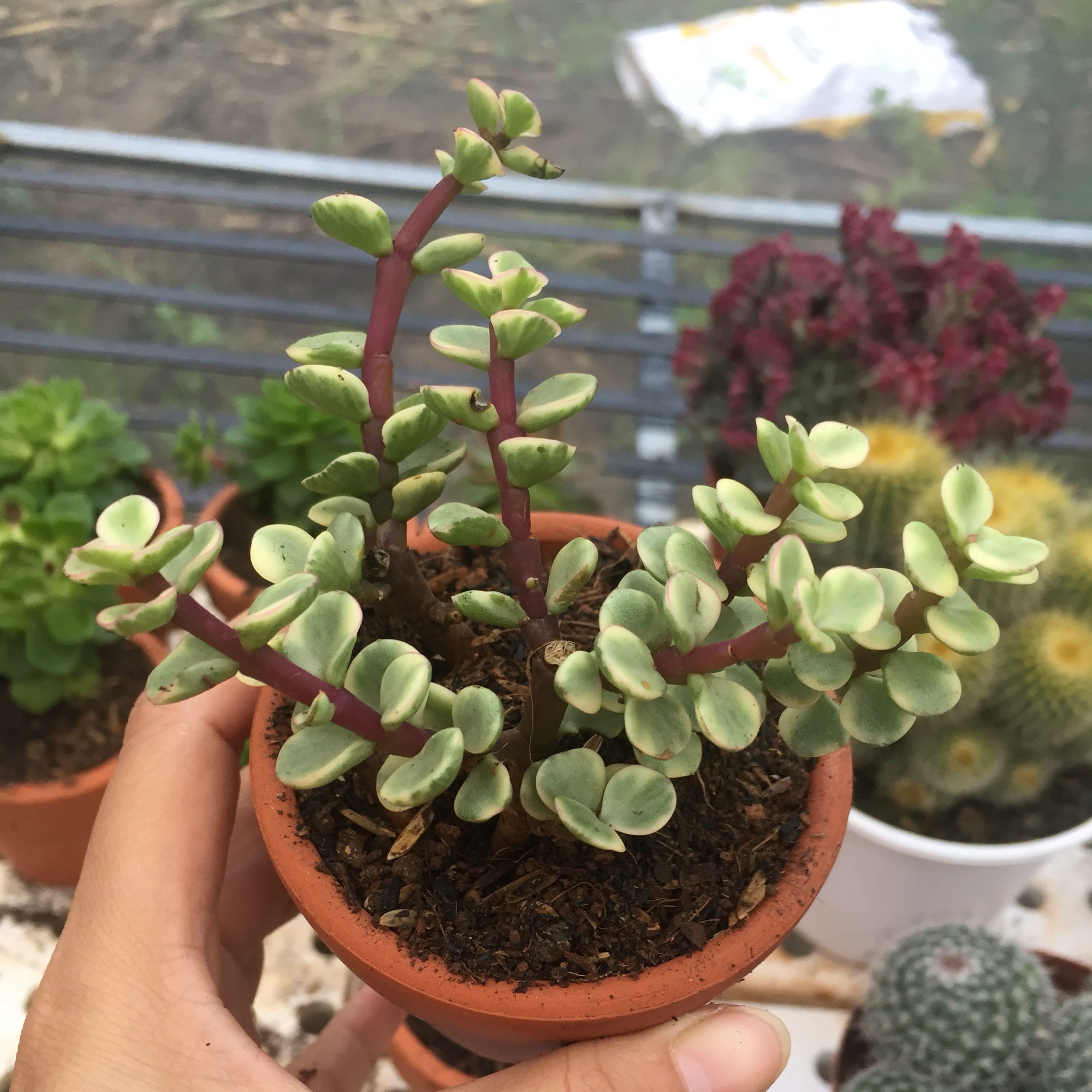 Sen Đá ĐôLa (kèm chậu)