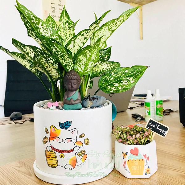 Cây ngọc ngân - cây ngọc ngân thủy sinh - cây ngọc ngân để bàn - cây ngọc ngân mini - cây ngọc ngân to - cây ngọc ngân giả - cây để bàn - cây để bàn làm việc - cây để bàn phong thủy - cây để bàn mini - cây để bàn trang trí