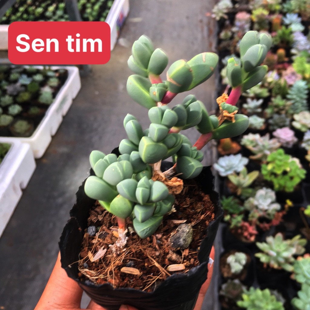 Sen đá Tim