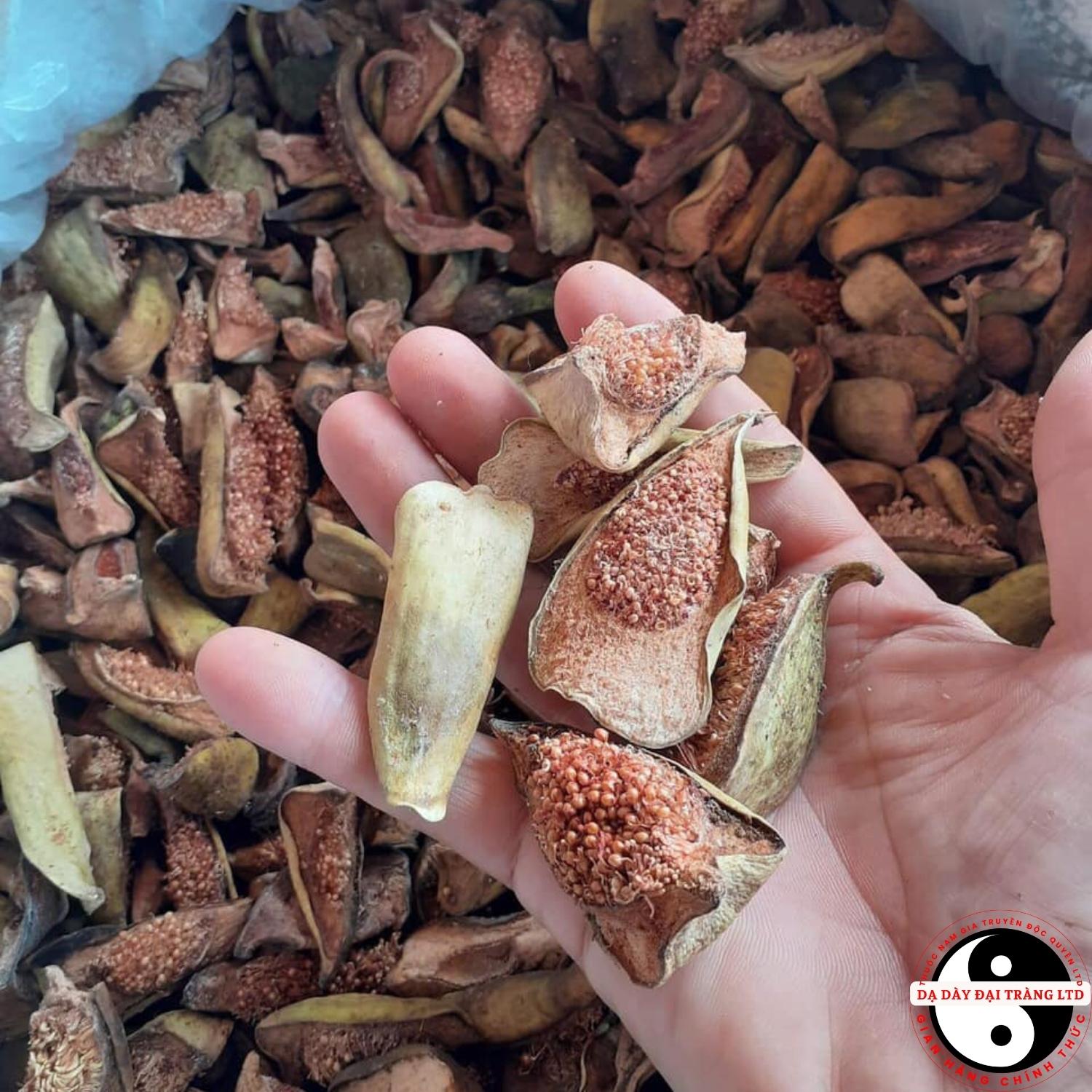 Quả trâu cổ khô được thu hái rừng, phơi nắng từ quả trâu cổ tươi già hỗ trợ tắc kia sữa, bổ thận tráng dương, khoẻ gân cốt
