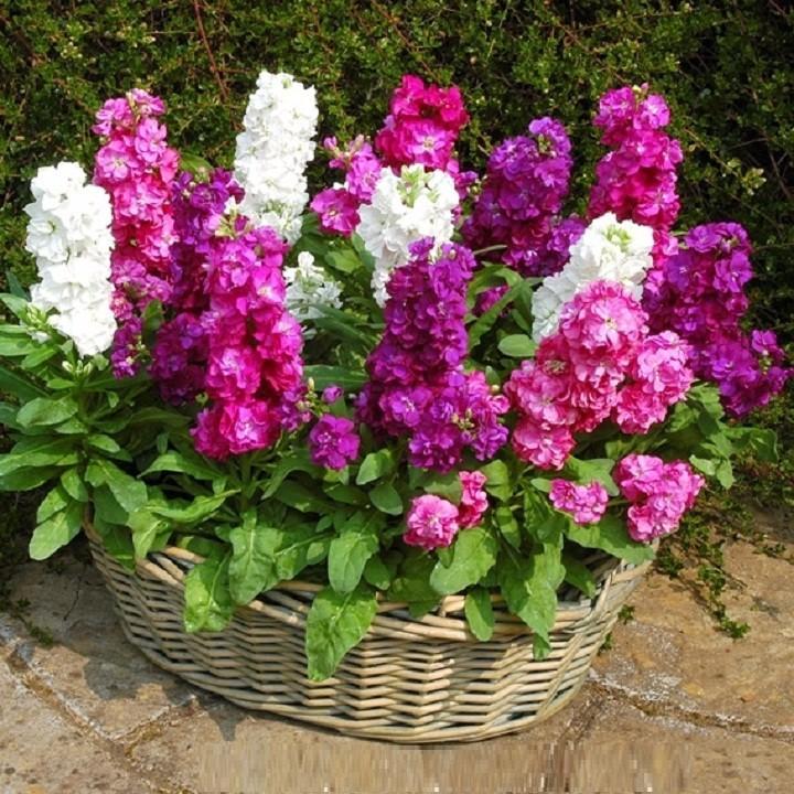 Hạt giống hoa hoàng anh Mix nhiều màu gói 50 hạt xuất xứ Đức