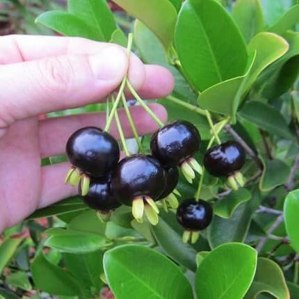 (FREESHIP Từ 50K) Cây giống cherry brazil chịu nhiệt thích hợp khí hậu việt nam