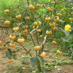 Combo 2 cây Hồng giòn, cây giống gửi đi nguyên bầu