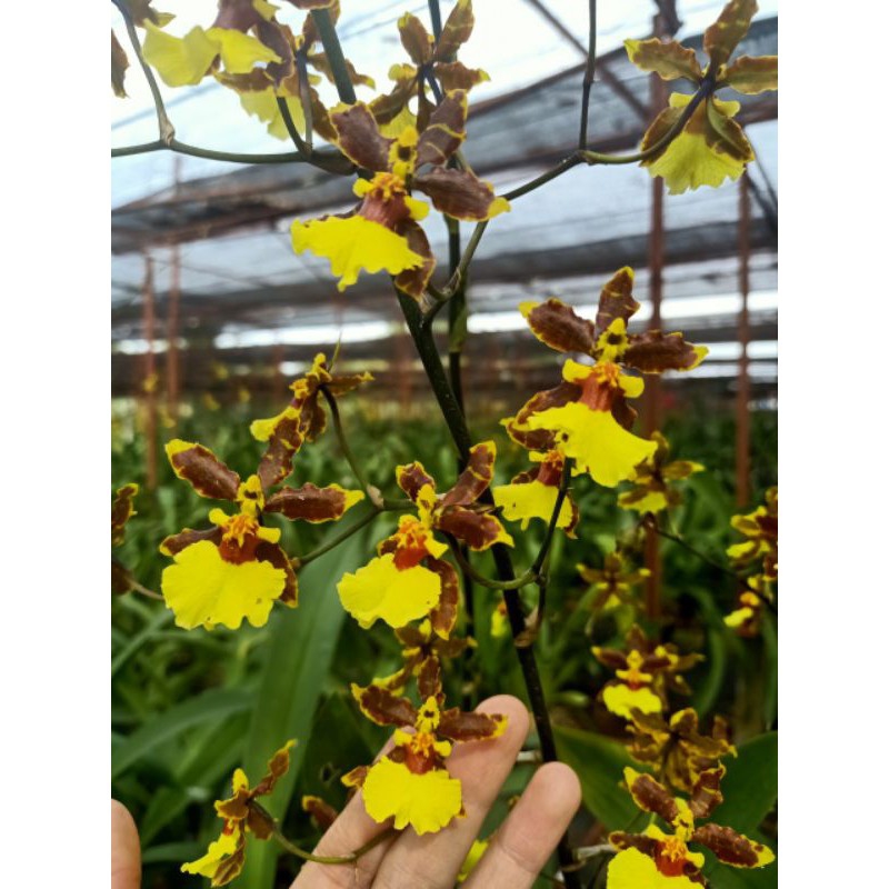 hoa lan vũ nữ SUMO chậu trưởng thành