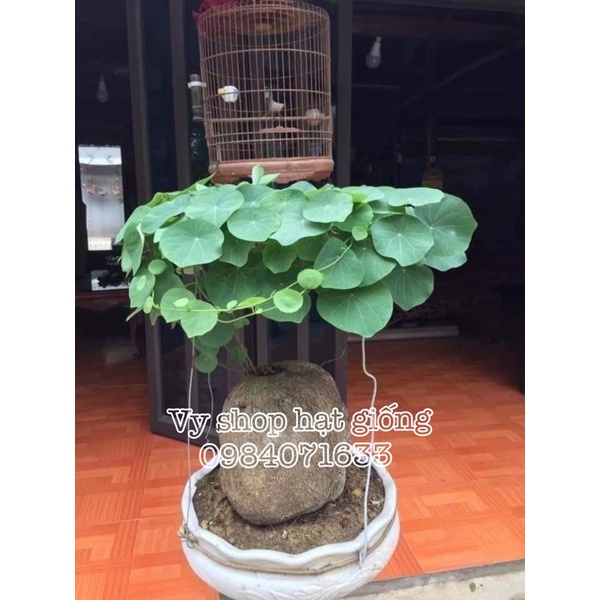 01 củ bình vôi làm cảnh loại 100-500g loại 01
