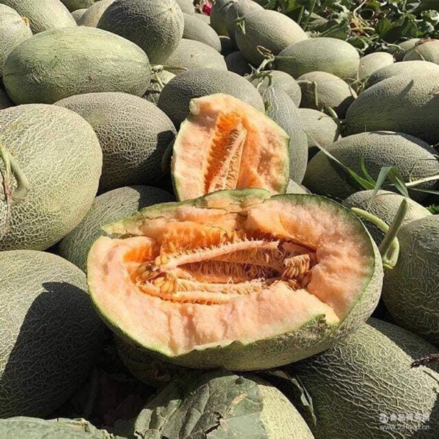 HẠT GIỐNG DƯA LƯỚI HAMI VỎ XANH SIÊU NGỌT NHẬP KHẨU