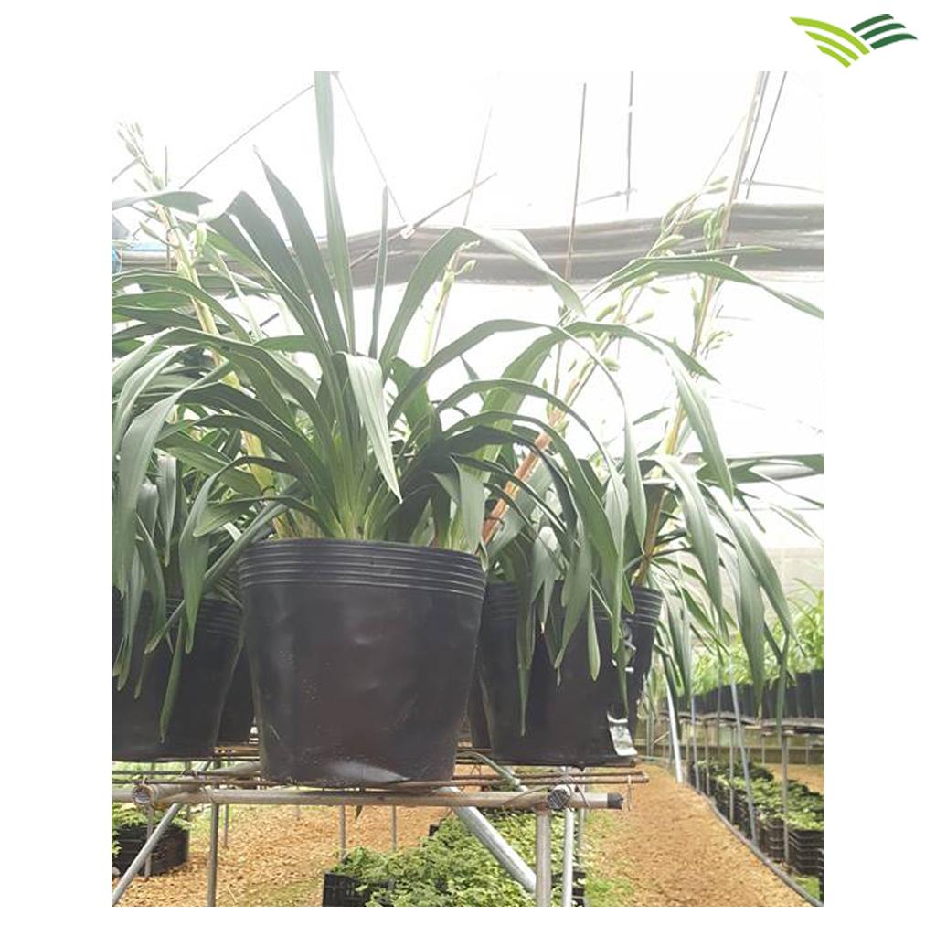 50 chậu nhựa c9 trồng, ươm cây 23x17x18