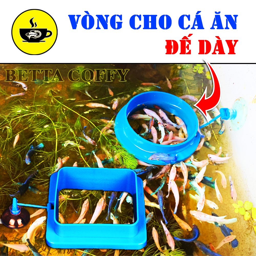 Vòng Cho Cá Ăn - Giữ Thức Ăn Cho Cá Cảnh - (Hình Vuông)