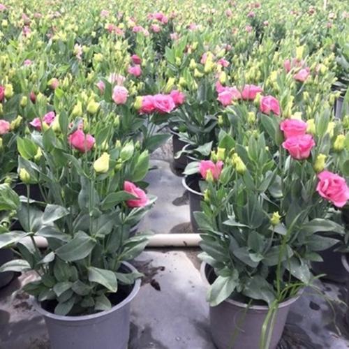 Hạt Giống Hoa Cát Tường - Xuất Xứ Đức - Túi 5 Hạt - Chất Lượng Tốt - Kèm Quà Tặng