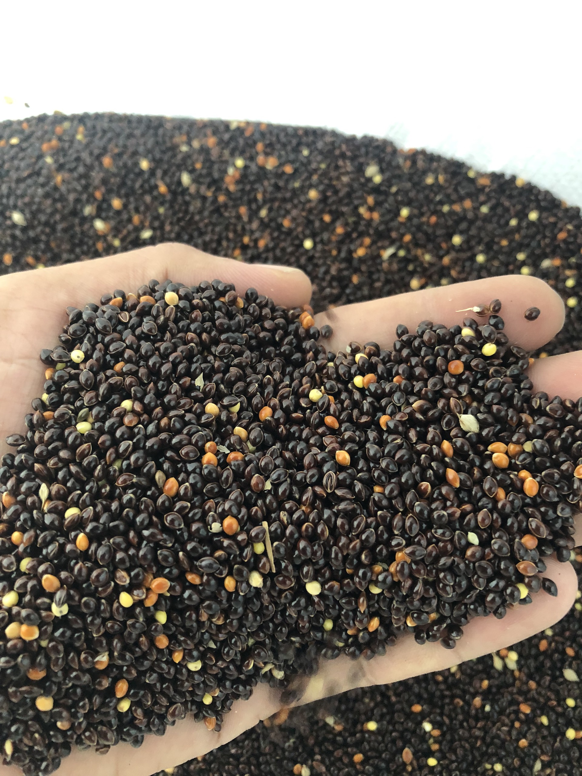 Hạt kê đen cho gà, vẹt, hamster đóng gói 1kg