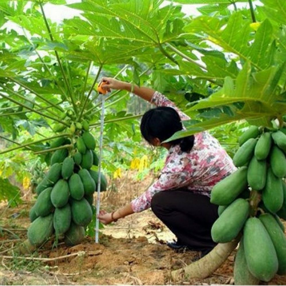 hạt giống đu đủ F1 KOSHO siêu lùn - gói 10 hạt.