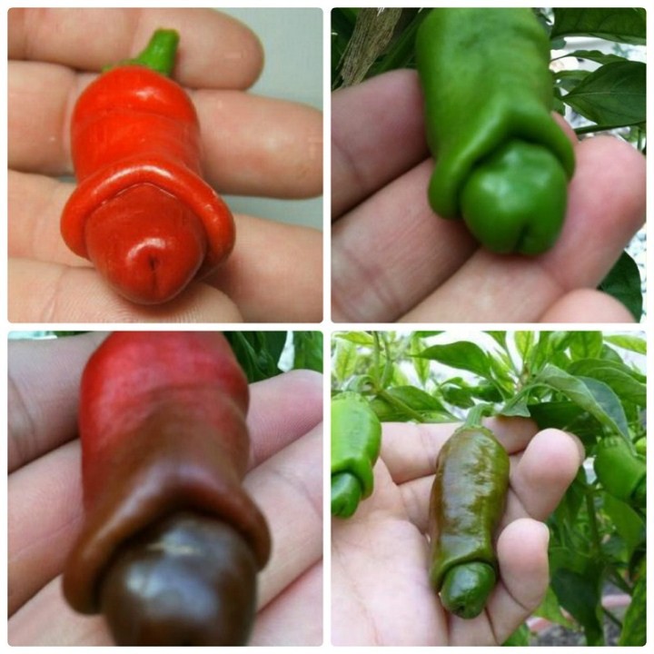 30 hạt giống ớt cu tý