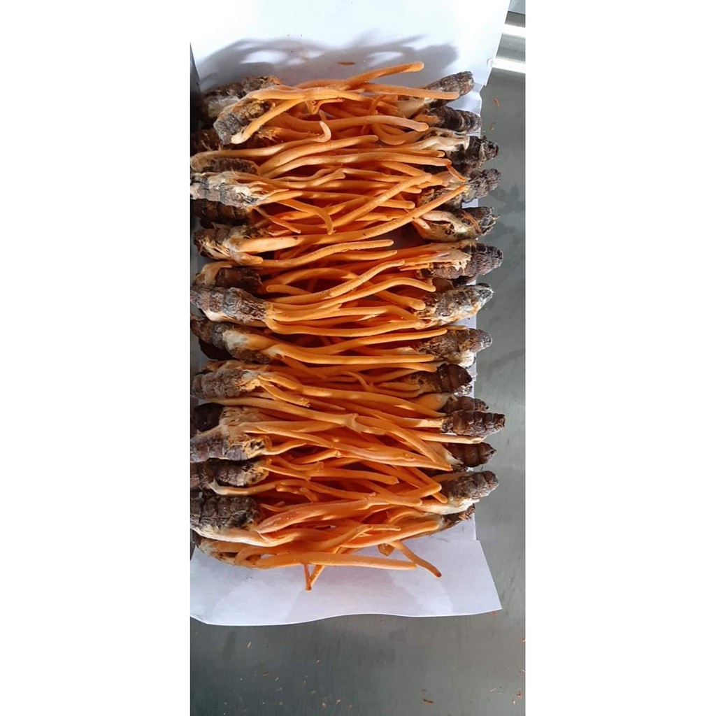 Combo 20 Con Đông Trùng Hạ Thảo Nguyên Con (2g/con)
