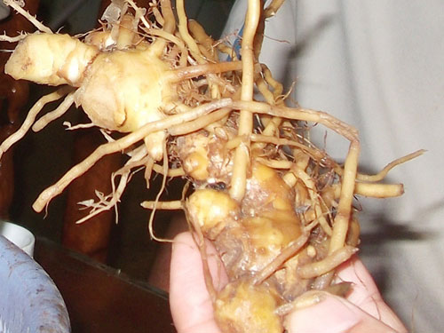 Củ gừng gió 1kg