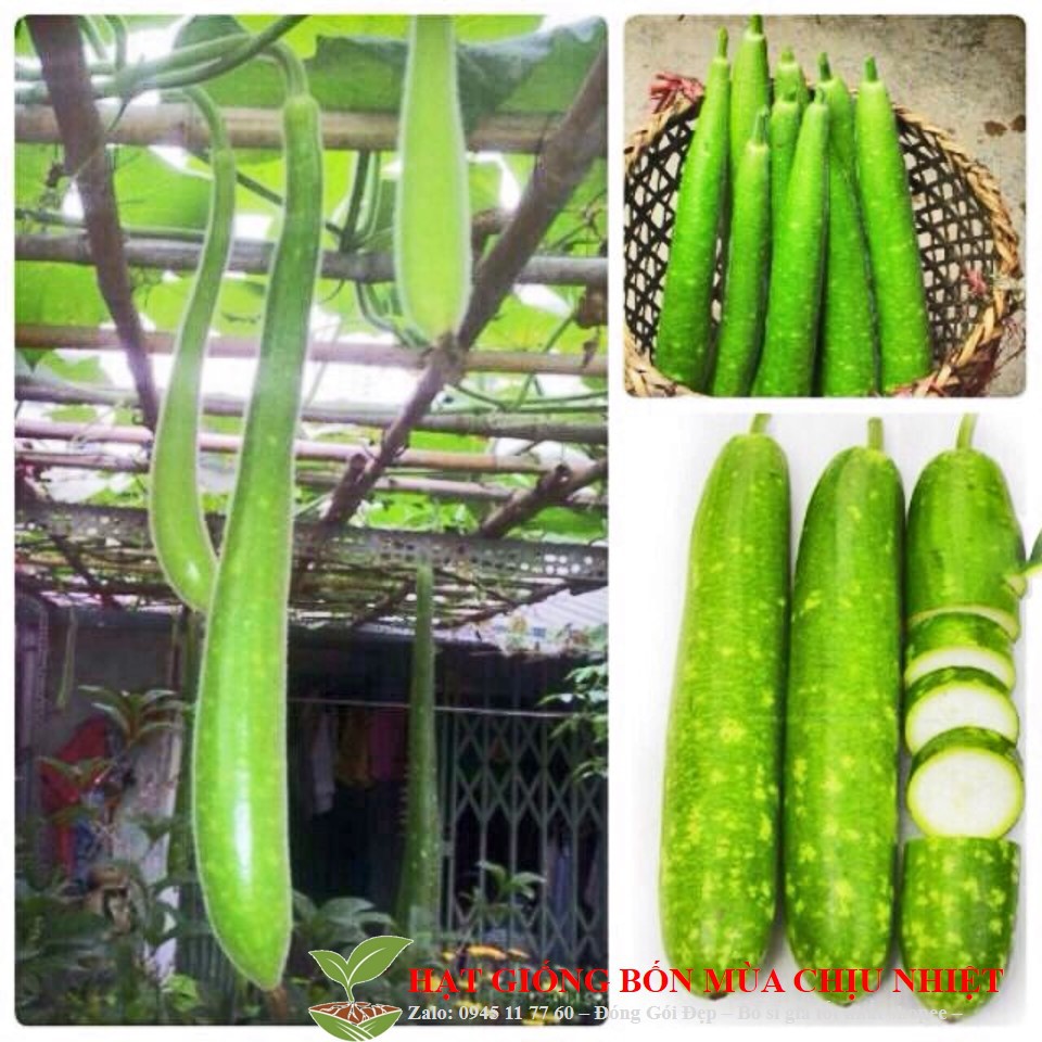 33B Hạt Giống Bầu Sao Trái Dài Đến Mùa Trồng Tết