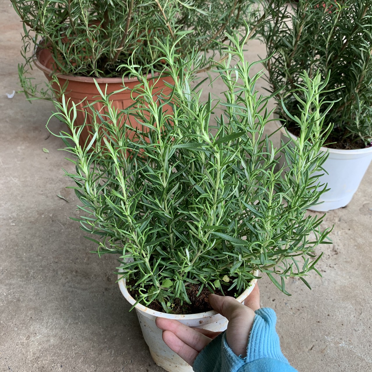Chậu cây hương thảo cây bụi lớn - Rosemary - Rosmarinus officinalis L.