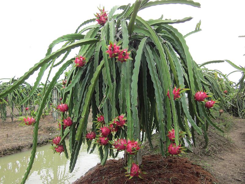 cây THANH LONG RUỘT TRẮNG ngọt mát - cây giống giá rẻ | Lazada.vn