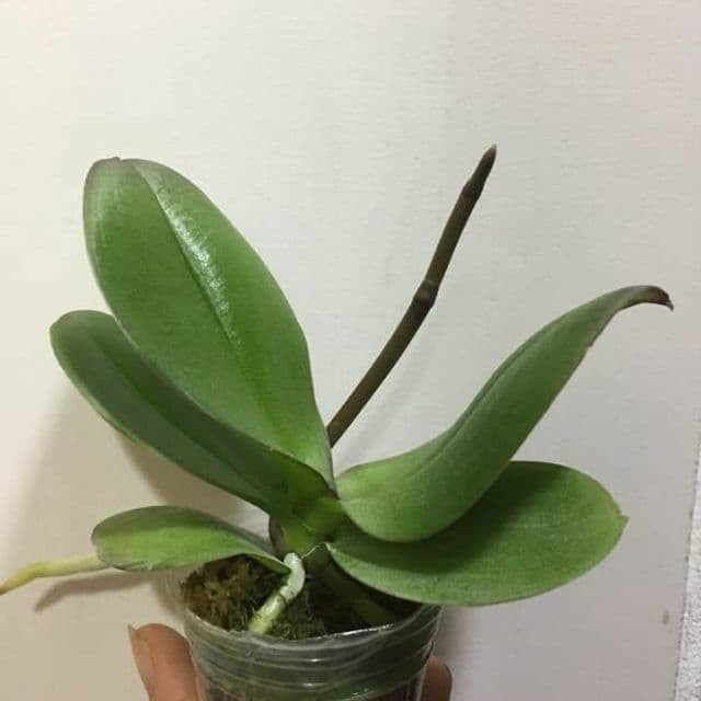 Combo 03 Cây Giống Lan Hồ Điệp Có Ngống