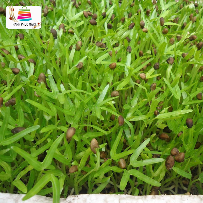[HCM]Hạt giống rau muống mầm - PhuNongSeeds