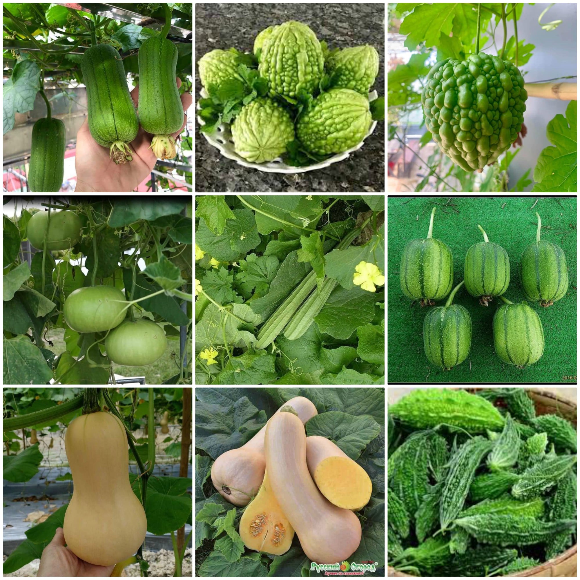 Combo 9 gói hạt giống bầu ,bí ,mướp các loại -gói 10 hạt -tặng kèm1 gói phân bón lót