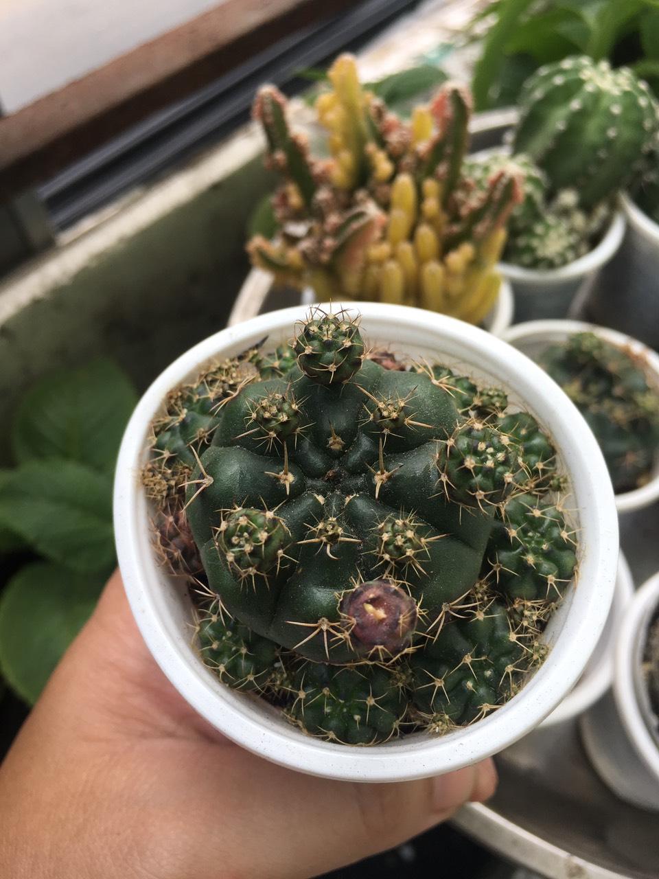 [HCM]Xương rồng Damsi