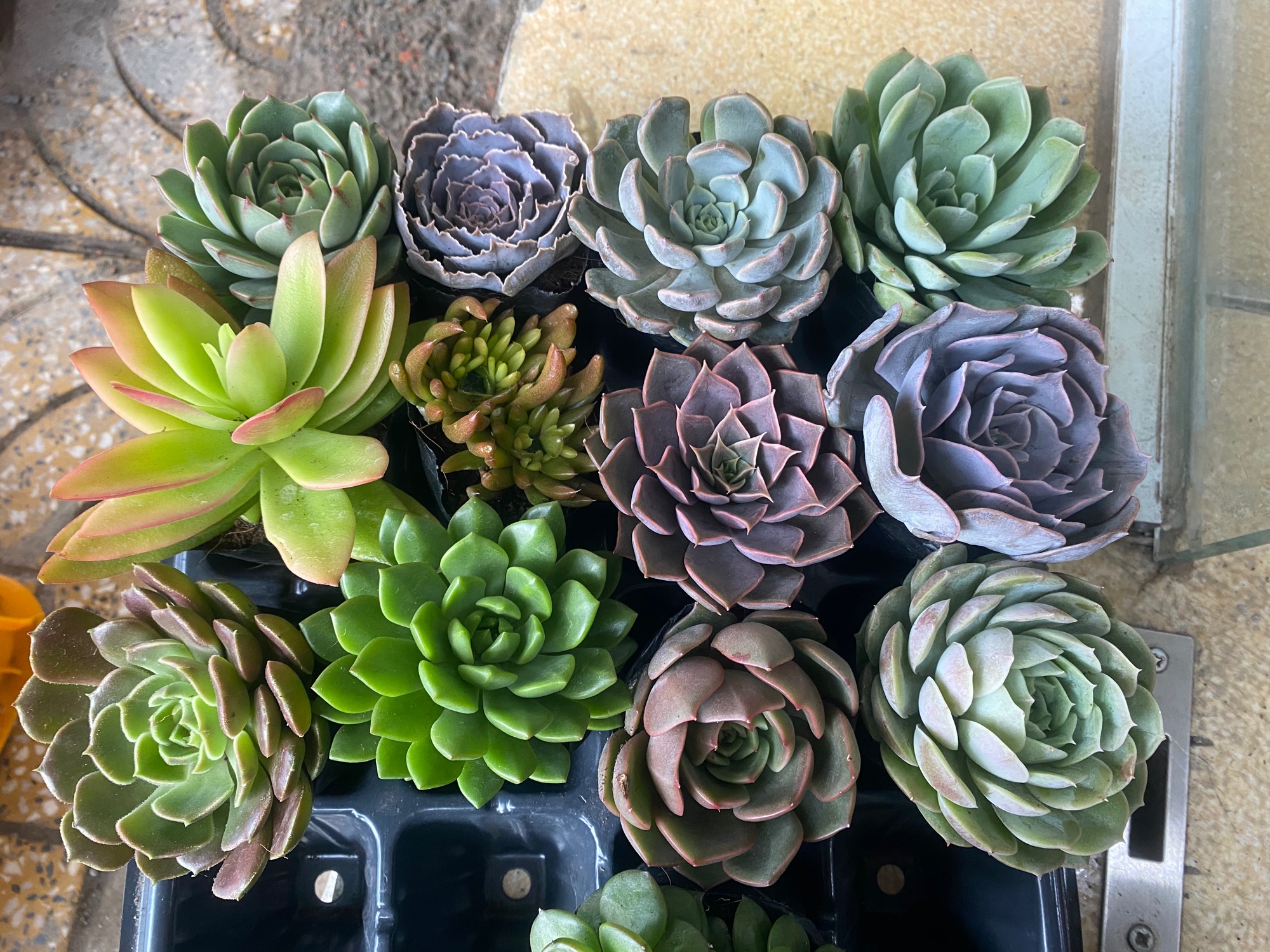 COMBO 4 SEN ĐÁ ĐẸP 6CM