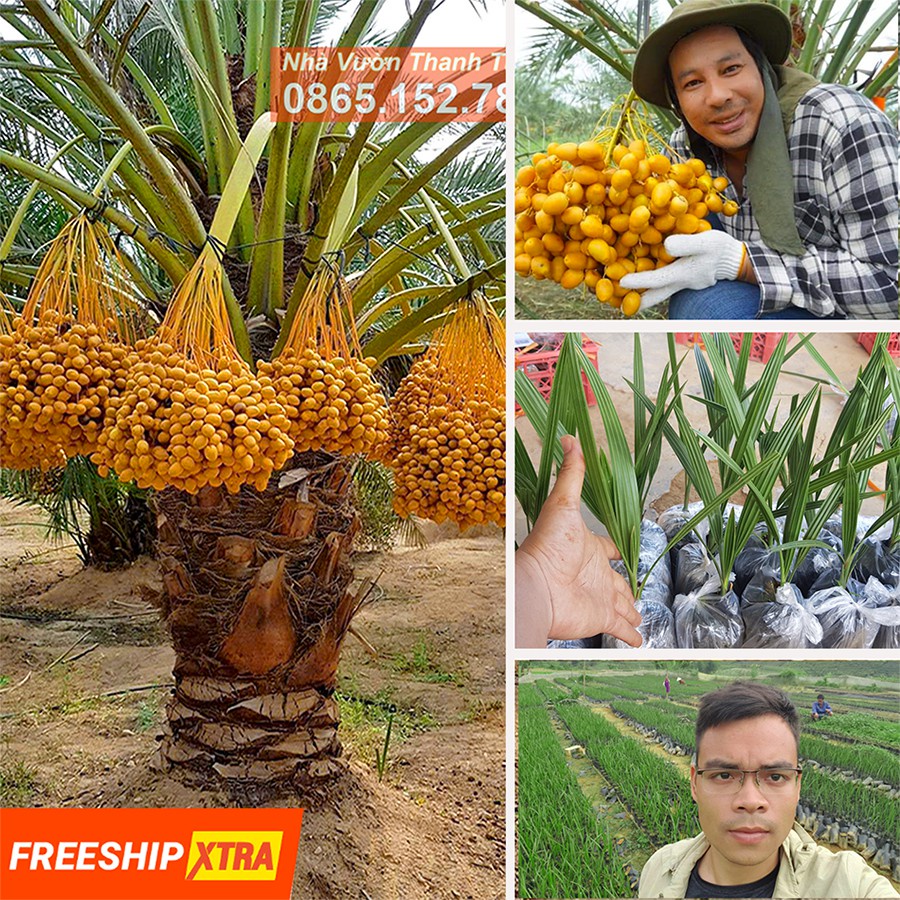 Cây giống Chà là FreeshipBarhee - Giống Chuẩn