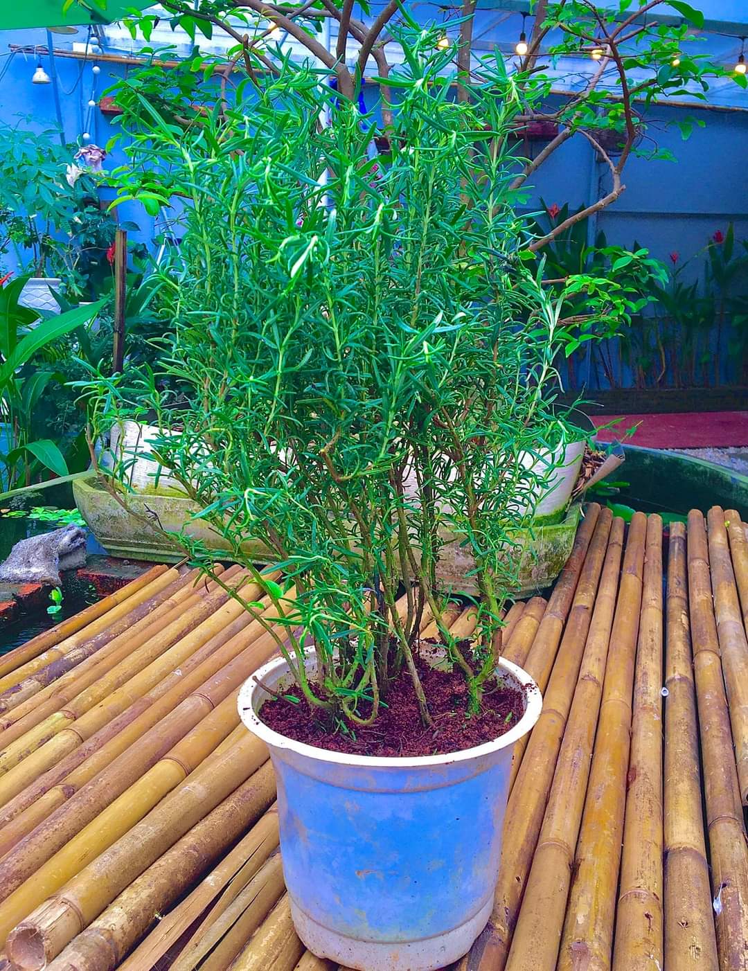 Cây Hương Thảo - Rosemary cây đuổi muỗi, gia vị, hương liệu